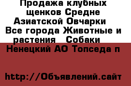 Продажа клубных щенков Средне Азиатской Овчарки - Все города Животные и растения » Собаки   . Ненецкий АО,Топседа п.